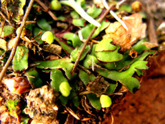 Mannia androgyna