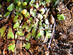 Mannia androgyna