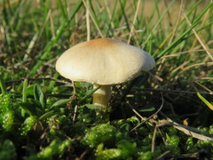 Lepiota erminea