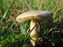 Lepiota erminea