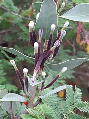 Tapinanthus