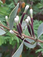 Tapinanthus