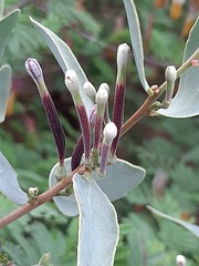 Tapinanthus