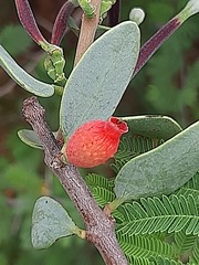 Tapinanthus