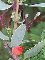 Tapinanthus