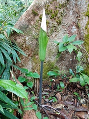 Amorphophallus hewittii