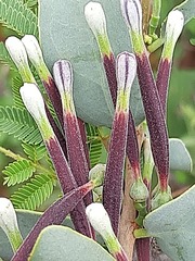 Tapinanthus