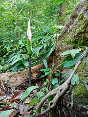 Amorphophallus hewittii