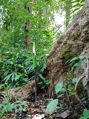 Amorphophallus hewittii