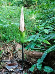 Amorphophallus hewittii