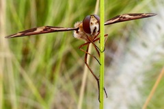 Poecilanthrax arethusa