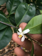 Citrus × microcarpa