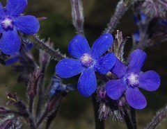 Anchusa azurea