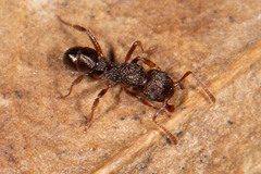 Rhytidoponera victoriae