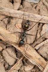 Iridomyrmex angusticeps