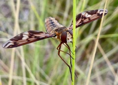 Poecilanthrax arethusa
