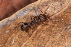 Rhytidoponera victoriae