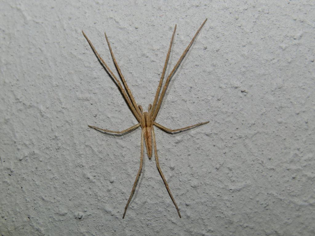 Tibellus cobusi
