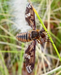 Poecilanthrax arethusa