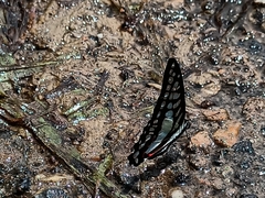 Graphium evemon