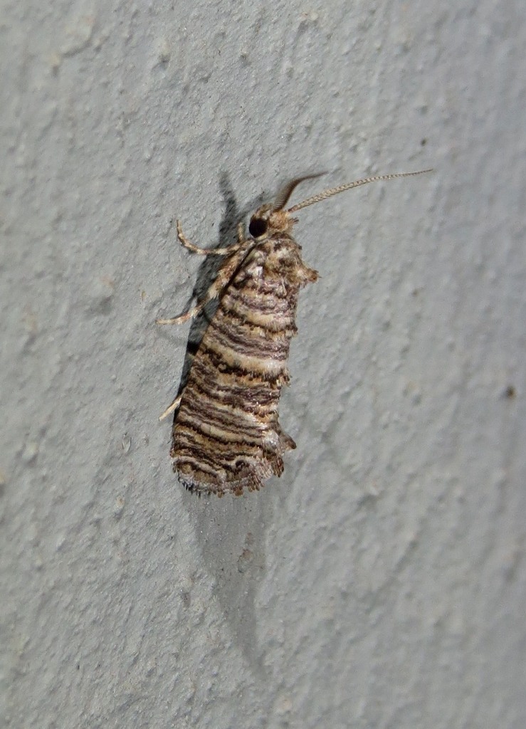 Pseudurgis