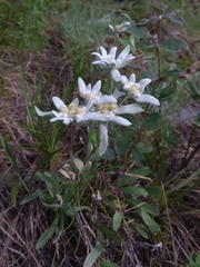 Leontopodium campestre