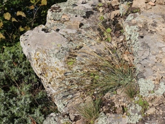 Dianthus fragrans