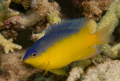 Pomacentrus simsiang