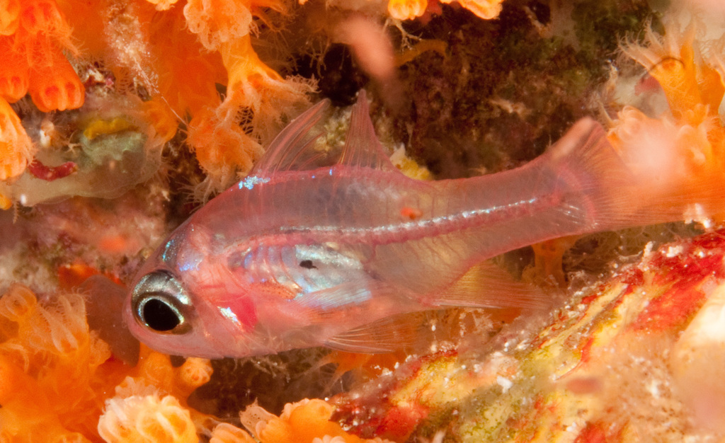 Flame Cardinalfish
