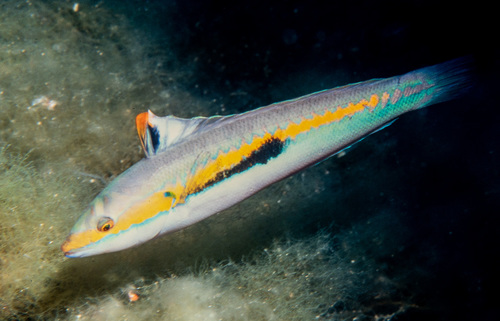Mediterranean Rainbow Wrasse, photo 8 of 10