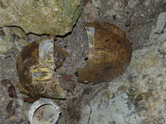 Trachemys venusta venusta