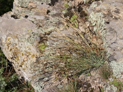 Dianthus fragrans