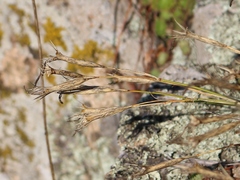 Dianthus fragrans