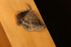 Hygrochroma bubona