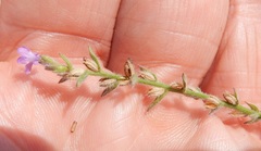 Verbena canescens