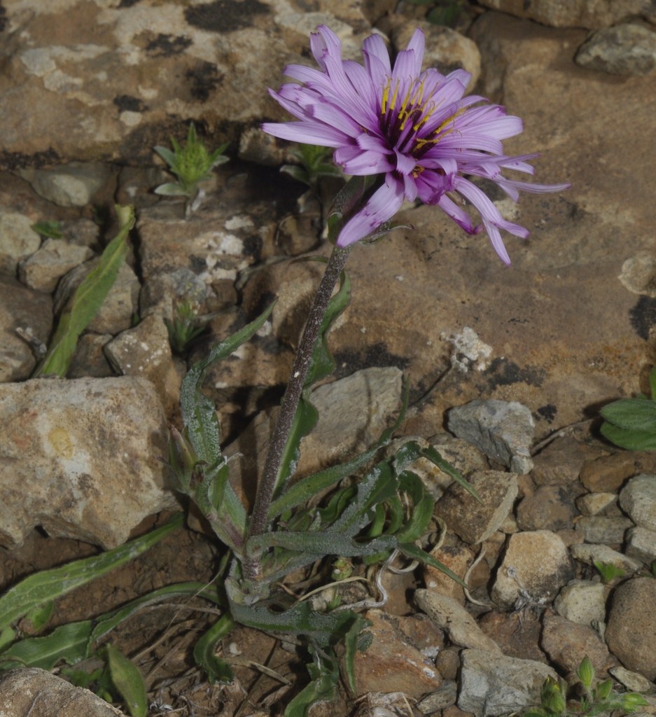 Pseudopodospermum