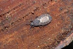 Neuroctenus castaneus