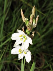 Chlorophytum cooperi