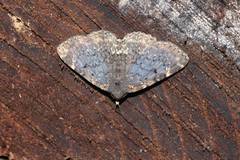 Diomea cremata