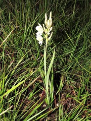 Chlorophytum cooperi