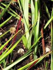 Chlorophytum cooperi