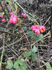 Euonymus europaeus