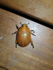 Anoplognathus viriditarsis