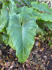 Zantedeschia