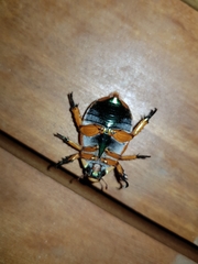 Anoplognathus viriditarsis