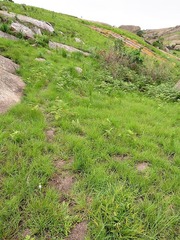 Chlorophytum cooperi