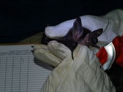 Chrotopterus auritus