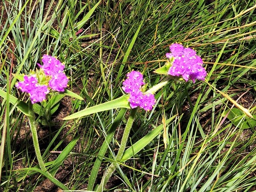 Cyanotis speciosa image