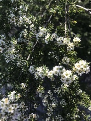 Kunzea tenuicaulis