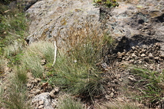 Dianthus fragrans